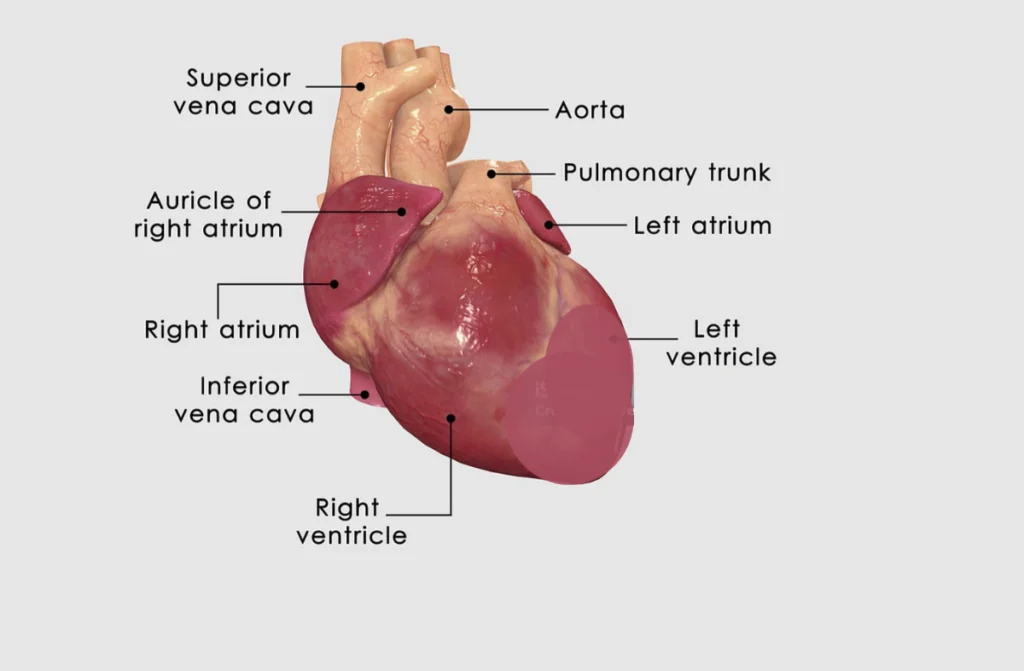 Best Heart Hospital in Tamil Nadu